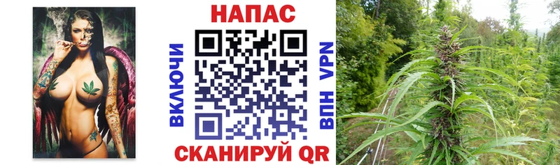 Купить  Кологрив  Марихуана сатива 